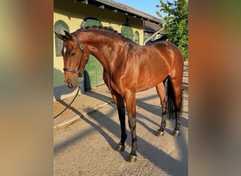 Belgisch Warmbloed, Merrie, 3 Jaar, 167 cm, Bruin