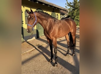Belgisch Warmbloed, Merrie, 3 Jaar, 167 cm, Bruin