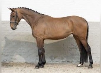 Belgisch Warmbloed, Merrie, 3 Jaar, 167 cm, Bruin