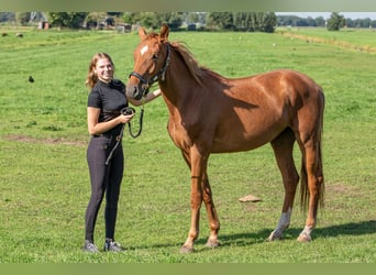 Belgisch Warmbloed, Merrie, 3 Jaar, 167 cm, Vos