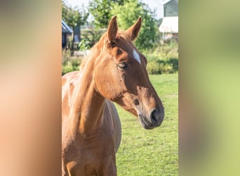 Belgisch Warmbloed, Merrie, 3 Jaar, 167 cm, Vos