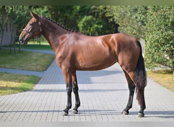 Belgisch Warmbloed, Merrie, 3 Jaar, 168 cm, Roodbruin
