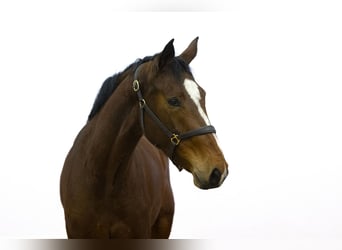 Belgisch Warmbloed, Merrie, 3 Jaar, 171 cm, Bruin