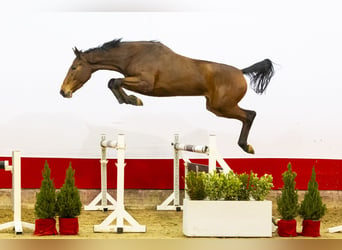 Belgisch Warmbloed, Merrie, 3 Jaar, 171 cm, Bruin