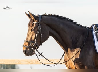 Belgisch Warmbloed, Merrie, 3 Jaar, 171 cm, Donkerbruin