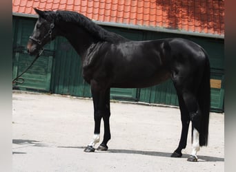 Belgisch Warmbloed, Merrie, 3 Jaar, 171 cm, Donkerbruin