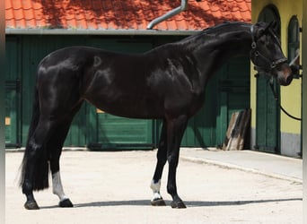 Belgisch Warmbloed, Merrie, 3 Jaar, 171 cm, Donkerbruin