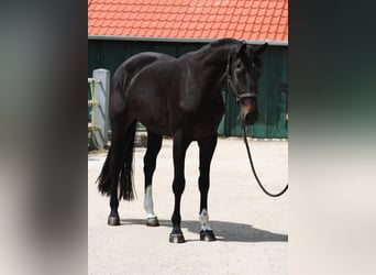 Belgisch Warmbloed, Merrie, 3 Jaar, 171 cm, Donkerbruin