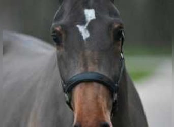 Belgisch Warmbloed, Merrie, 3 Jaar, 172 cm, Roodbruin