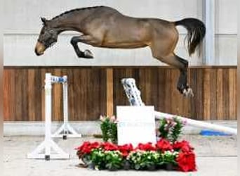 Belgisch Warmbloed, Merrie, 3 Jaar, 172 cm, Roodbruin