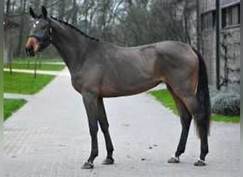 Belgisch Warmbloed, Merrie, 3 Jaar, 172 cm, Roodbruin