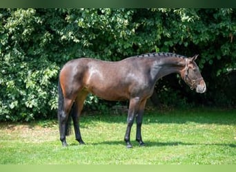 Belgisch Warmbloed, Merrie, 3 Jaar, Donkerbruin