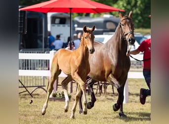Belgisch Warmbloed, Merrie, 3 Jaar, Vos