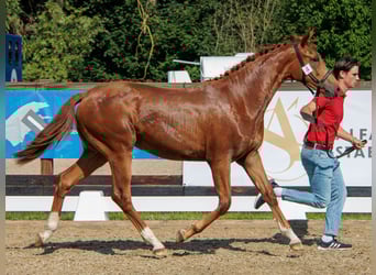 Belgisch Warmbloed, Merrie, 3 Jaar, Vos