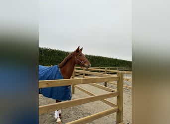 Belgisch Warmbloed, Merrie, 4 Jaar, 155 cm, Vos