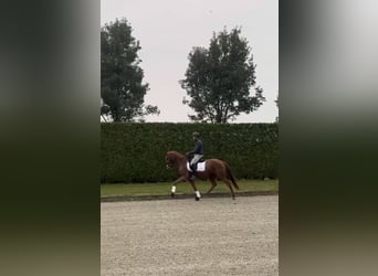 Belgisch Warmbloed, Merrie, 4 Jaar, 155 cm, Vos