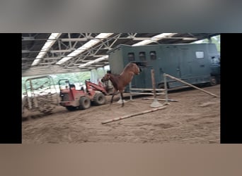 Belgisch Warmbloed, Merrie, 4 Jaar, 160 cm, Bruin
