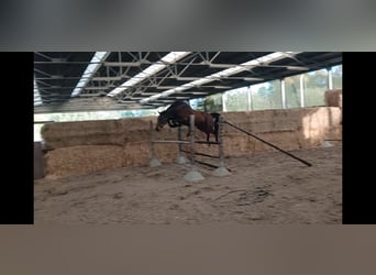 Belgisch Warmbloed, Merrie, 4 Jaar, 160 cm, Bruin