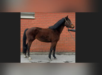 Belgisch Warmbloed, Merrie, 4 Jaar, 162 cm, Bruin