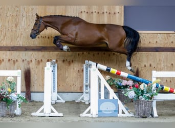 Belgisch Warmbloed, Merrie, 4 Jaar, 163 cm, Bruin