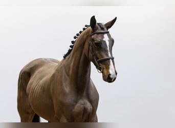 Belgisch Warmbloed, Merrie, 4 Jaar, 164 cm, Bruin