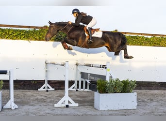 Belgisch Warmbloed, Merrie, 4 Jaar, 164 cm, Donkerbruin