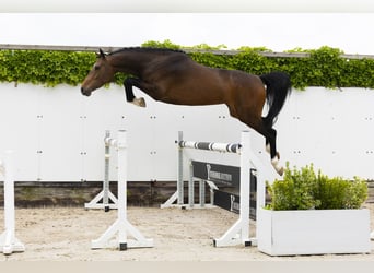 Belgisch Warmbloed, Merrie, 4 Jaar, 165 cm, Bruin