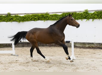 Belgisch Warmbloed, Merrie, 4 Jaar, 165 cm, Bruin