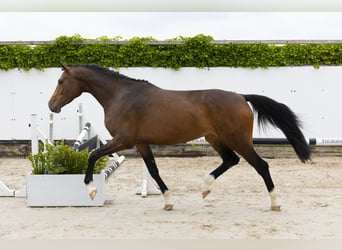 Belgisch Warmbloed, Merrie, 4 Jaar, 165 cm, Bruin