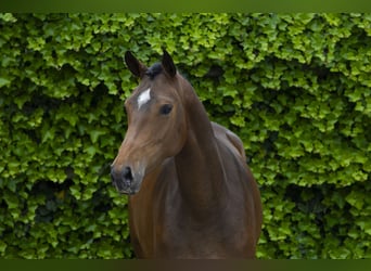 Belgisch Warmbloed, Merrie, 4 Jaar, 165 cm, Bruin