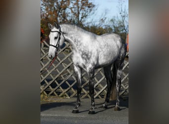 Belgisch Warmbloed, Merrie, 4 Jaar, 166 cm, Appelschimmel