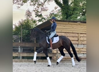 Belgisch Warmbloed, Merrie, 4 Jaar, 166 cm, Donkerbruin