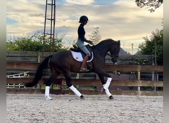 Belgisch Warmbloed, Merrie, 4 Jaar, 166 cm, Donkerbruin