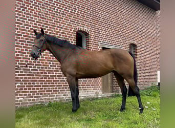 Belgisch Warmbloed, Merrie, 4 Jaar, 167 cm, Donkerbruin