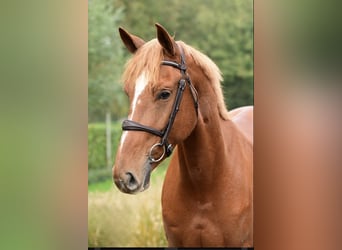 Belgisch Warmbloed, Merrie, 4 Jaar, 167 cm, Vos