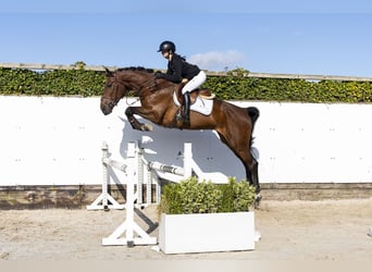 Belgisch Warmbloed, Merrie, 4 Jaar, 168 cm, Bruin