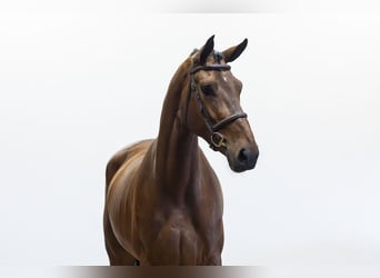 Belgisch Warmbloed, Merrie, 4 Jaar, 168 cm, Bruin