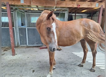 Belgisch Warmbloed, Merrie, 4 Jaar, 168 cm, Donkere-vos