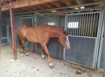 Belgisch Warmbloed, Merrie, 4 Jaar, 168 cm, Donkere-vos