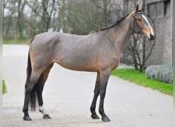 Belgisch Warmbloed, Merrie, 4 Jaar, 168 cm, Lichtbruin