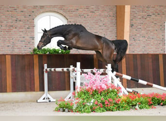 Belgisch Warmbloed, Merrie, 4 Jaar, 169 cm, Donkerbruin