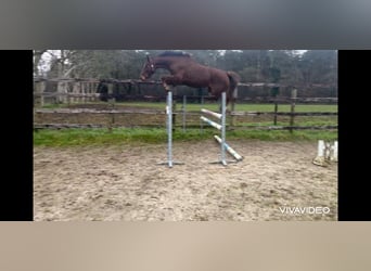 Belgisch Warmbloed, Merrie, 4 Jaar, 169 cm, Donkere-vos