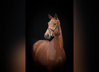 Belgisch Warmbloed, Merrie, 4 Jaar, 170 cm, Brauner