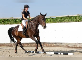 Belgisch Warmbloed, Merrie, 4 Jaar, 170 cm, Donkerbruin