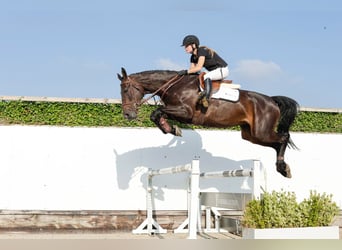 Belgisch Warmbloed, Merrie, 4 Jaar, 170 cm, Donkerbruin