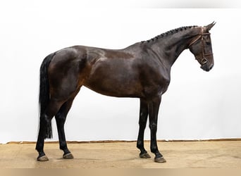 Belgisch Warmbloed, Merrie, 4 Jaar, 170 cm, Donkerbruin