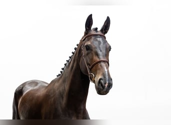 Belgisch Warmbloed, Merrie, 4 Jaar, 170 cm, Donkerbruin