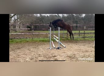 Belgisch Warmbloed, Merrie, 4 Jaar, 171 cm, Donkerbruin