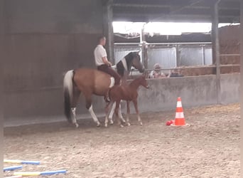 Belgisch Warmbloed, Merrie, 4 Jaar