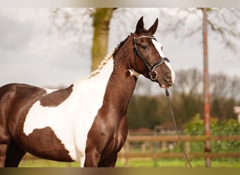 Belgisch Warmbloed, Merrie, 5 Jaar, 156 cm, Gevlekt-paard